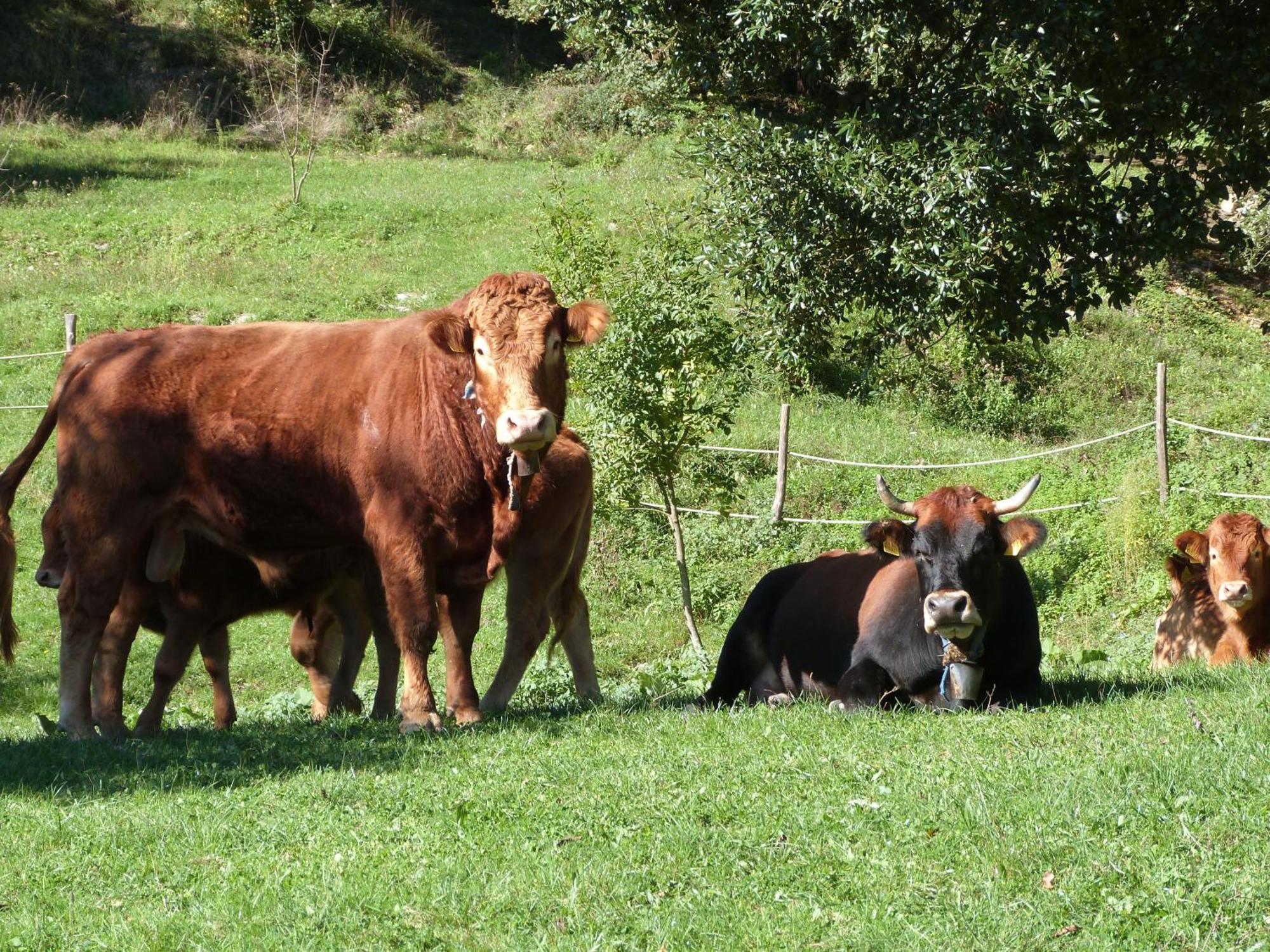 Agriturismo Giandriale Tavarone Zewnętrze zdjęcie
